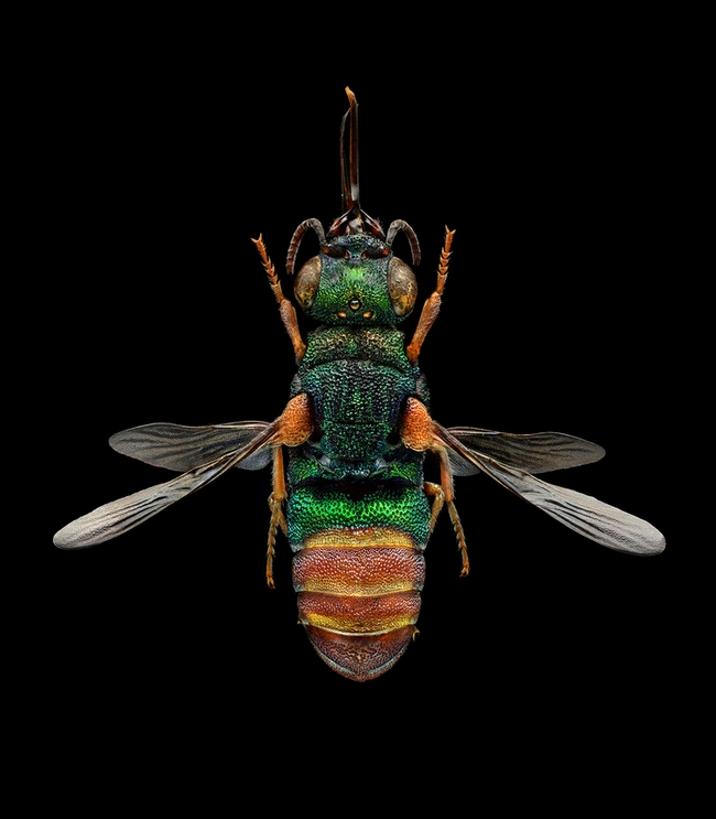 Ruby-tailed wasp, the work of Levon Biss of London, graces the entrance to the Bohart Museum of Entomology.