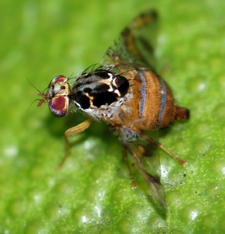 Mediterranean fruit fly, Ceratitis capitata. (Courtesy of Wikipedia)