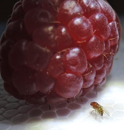 Spotted-wing drosophila, Drosophila suzukii, heading for a raspberry. (Photo by Kathy Keatley Garvey)
