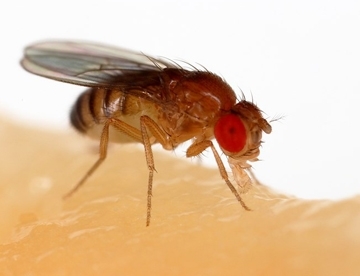 Drosophila melanogaster (Courtesy of Wikipedia)