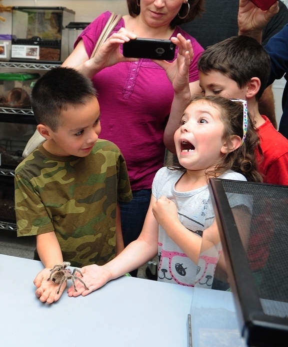 It tickles! Joel Fuerte of Woodland, and Roxanne Bell of Davis, reacting to a rose-haired tarantula named Peaches at a recent TODS event. Joel is the son of UC Davis employee Gabby Fuerte and Roxanne, Jenna Bell. (Photo by Kathy Keatley Garvey)
