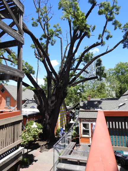 Thousand cankers disease is killing a giant black walnut tree, estimated to be 150 years old, on the 100 block of E Street, Davis. (Photo by Kathy Keatley Garvey)