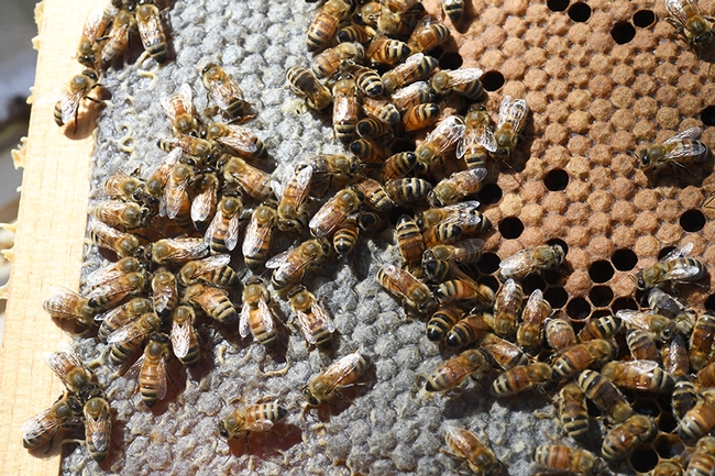 Honey bees on a frame. (Photo by Kathy Keatley Garvey)