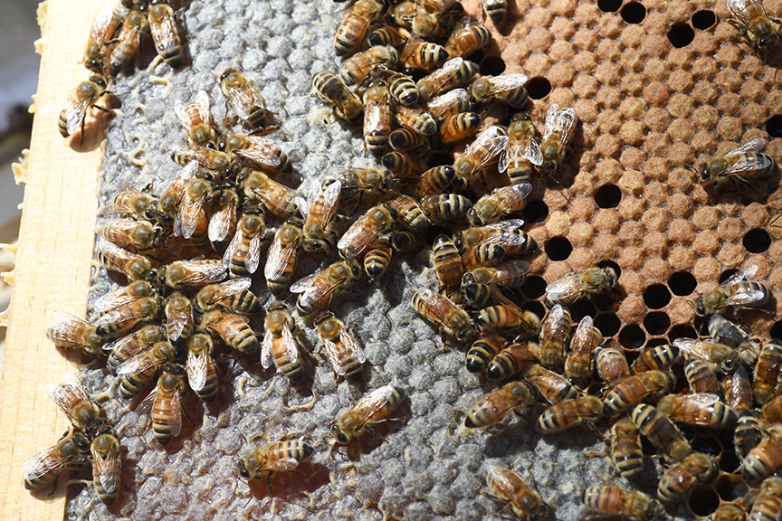 PLAN BEE: What the master beekeeper program is all about, News