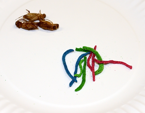 A plate of earthworms and crickets. (Photo by Kathy Keatley Garvey)