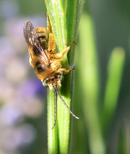 A solitary bee, Melissodes agilis. (Photo by Kathy Keatley Garvey)