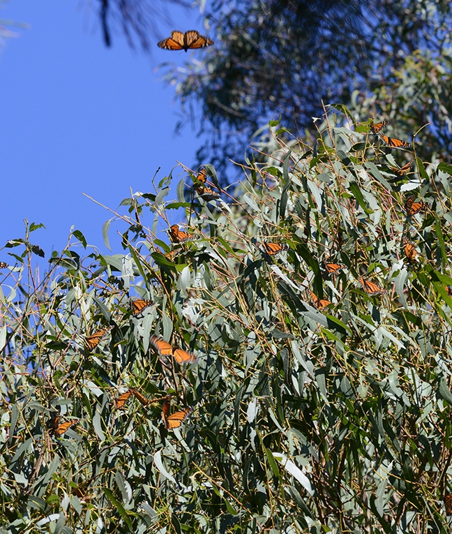 Overwintering monarch butterflies on Nov. 26, 2015 at Natural Bridges, Santa Cruz. (Photo by Kathy Keatley Garvey)
