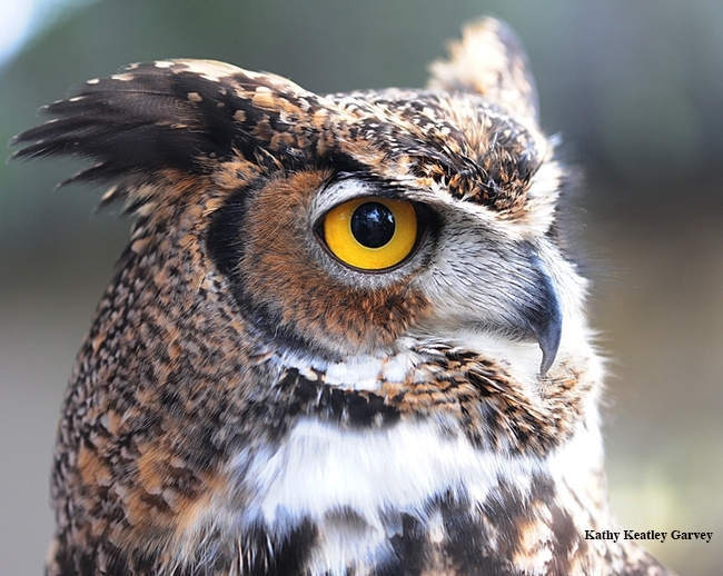 A great-horned owl at the Raptor Center. (Photo by Kathy Keatley Garvey)