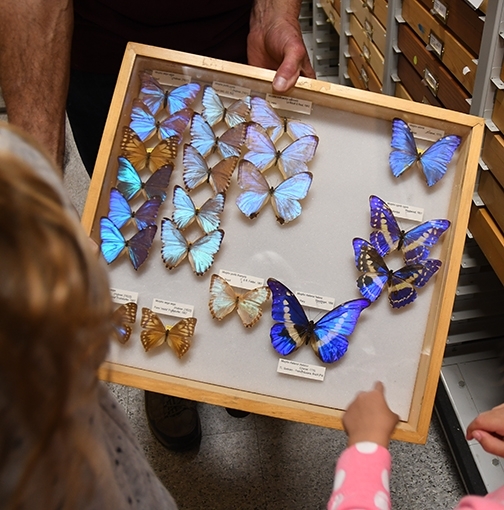 Butterfly specimens at Bohart Museum of Entomology (Photo by Kathy Keatley Garvey)