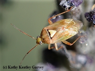 The lygus bug is a pest of strawberries, as well as cotton and seed crops, including alfalfa. (Photo by Kathy Keatley Garvey)