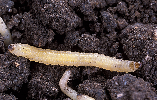 Corn rootworm larvae. (Photo courtesy of Wikipedia Creative Commons)