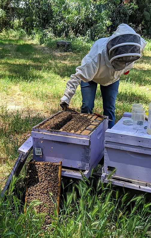 Master Beekeeper Amy Hustead tending her hives.