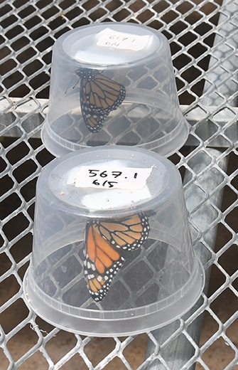 Monarchs reared by Micah Freedman in a UC Davis greenhouse. (Photo by Kathy Keatley Garvey)