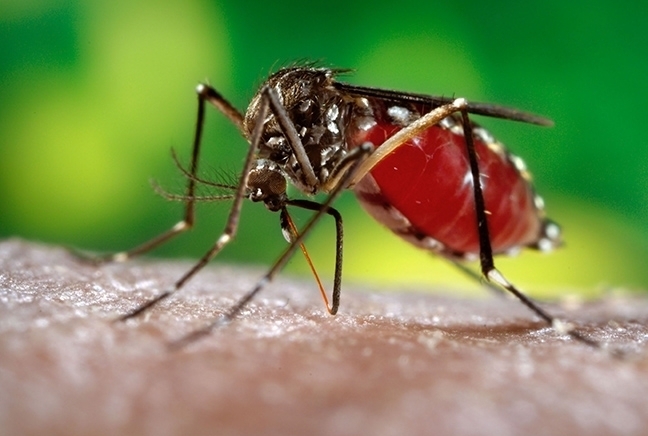 This is the mosquito, Aedes aegypti, that Erin Taylor Kelly studies. She won first place in an Entomological Society of America graduate student competition with a poster. (CDC Photo)