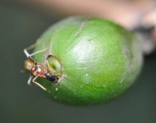 Coffee berry borer is a major pest of coffee beans.