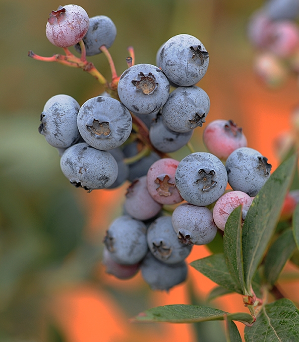 The blueberry, Vaccinium corymbosum, is a significant commercial food crop. (Photo by Kathy Keatley Garvey)