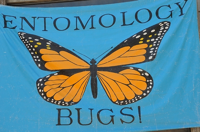 This banner graces Briggs Hall during UC Davis Picnic Day. (Photo by Kathy Keatley Garvey)