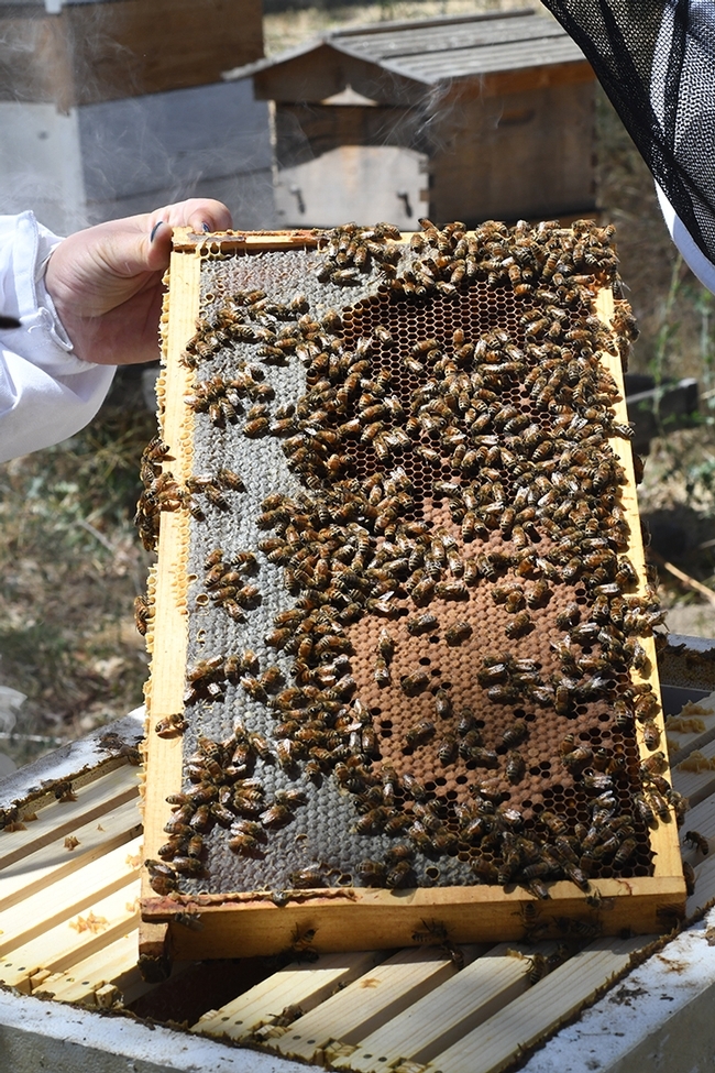 The online course for veterinarians and others who work with bees is aimed at keeping bees healthy. (Photo by Kathy Keatley Garvey)