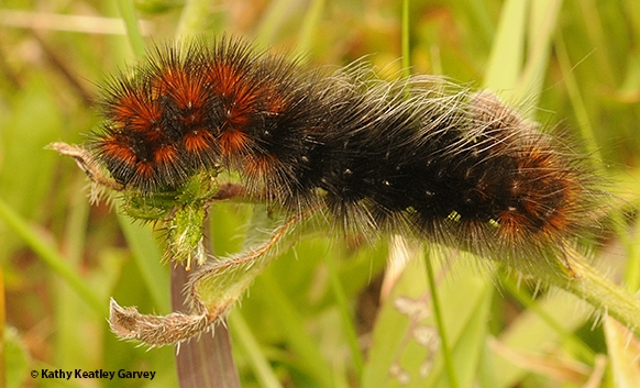 This is the wooly caterpillar that UC Davis distinguished professor Richard 