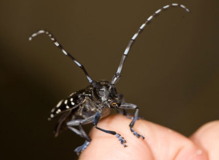 The Asian longhorned beetle (Anoplophora glabripennis, or ALB) is a threat to America's hardwood trees. (USDA Photo)