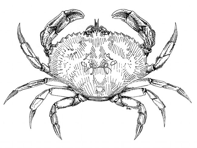 As a high school student Lynn Siri (now Lynn Kimsey) sketched this image of a dungeness crab, Cancer magister, she recorded in the San Francisco Bay. (Illustration by Lynn Siri Kimsey)