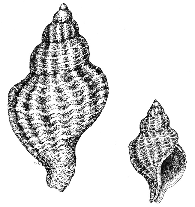 This is the Atlantic oyster drill, Urosalpinx cinerea, a nonnative species that is now common in the San Francisco Bay. (Illustration by Lynn Siri Kimsey)