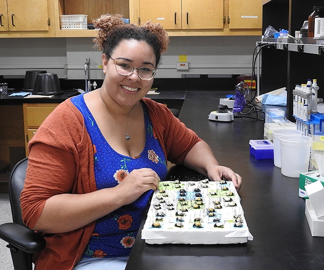 Iris Bright of the Jason Bond lab with pinned  Onymacris (tenebrionid beetles from Namibia). (Photo by Kathy Keatley Garvey)