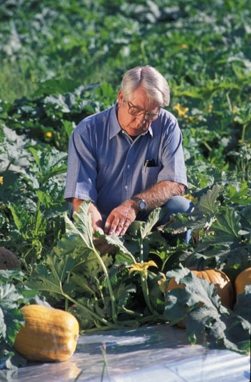 Research entomologist Charlie Summers examining a pumpkin field. (UC ANR Photo)