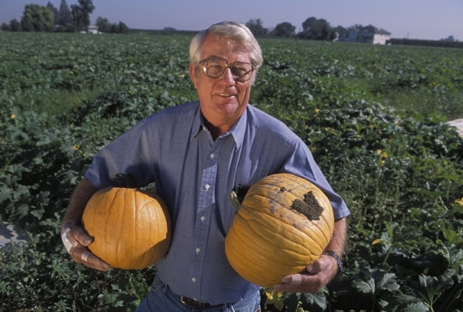 Charlie Summers recommended that pumpkins be grown over reflective mulch.  (UC ANR Photo)