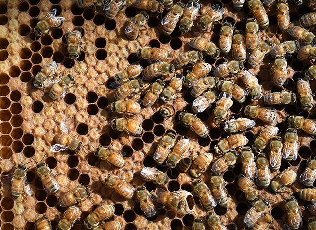 Honey bees at work. (Photo by Kathy Keatley Garvey)