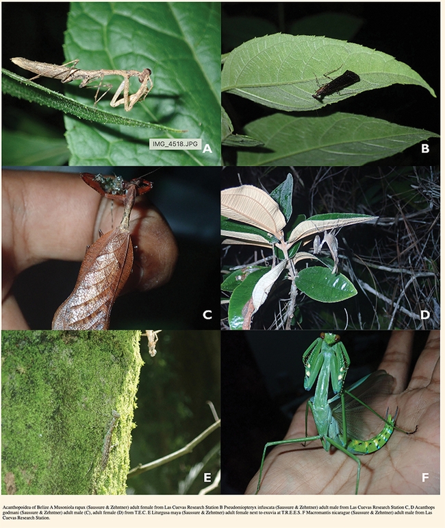 This is one of the illustrations in the publication, “A Checklist of Mantodea of Belize, with a Regional Key to Species” in ZooKeys, co-authored by Lohit Garikipati and   UC Davis professor Jason Bond. (Screen shot)