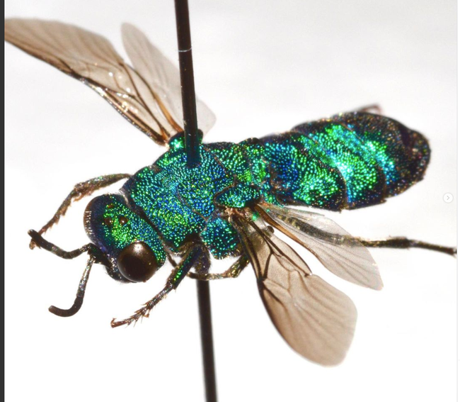A cuckoo wasp, Parnopes edwardsii, as photographed by Gwen Erdosh.