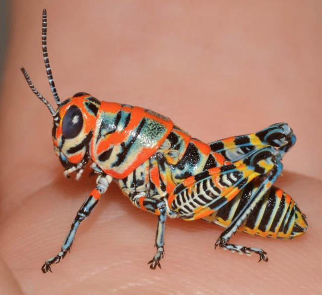 Gwen Erdosh posted this image of a colorful orthopteran, a juvenile rainbow grasshopper, Dactylotum bicolor, that she found in southern Arizona. (Photo by Gwen Erdosh)
