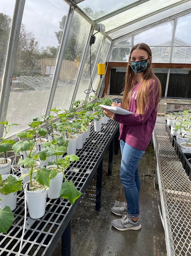 Alison Coomer taking notes on an experiment involving cucumbers in a UC Davis greenhouse.