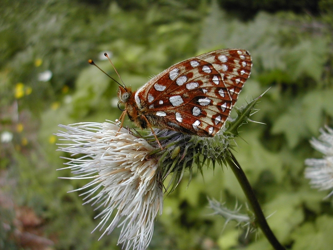 The Oregon silverspot butterfly, Speyeria zerene hippolyta. (Photo courtesy of U. S. Fish and Wildlife)