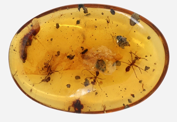 Fossils of female ants and a pupa enclosed in Cretaceous amber. (Photo by Shûhei Yamamoto)