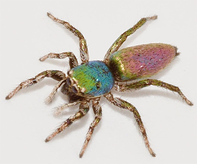 Gwen Erdosh recently featured this iridescent jumping spider, Salticus peckhamae, on her Instagram account. It's from an oak gall. (Photo by Gwen Erdosh)
