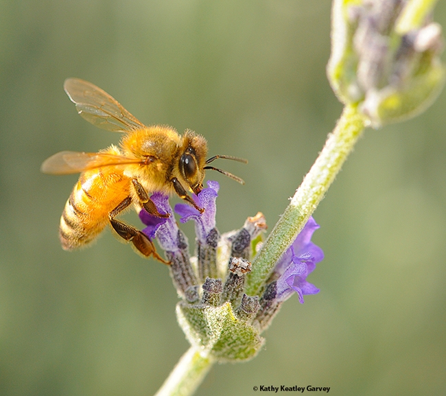 One of the 24 honey bee images that will be showcased at The Hive on April 2. (Photo by Kathy Keatley Garvey)