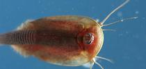 A shrimp tadpole, pest of rice. (Photo by Ian Grettenberger) for Entomology & Nematology News Blog