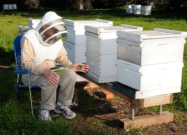 Eric Mussen engaged in research in 2010 at the Harry H. Laidlaw Jr. Honey Bee Research Facility. (Photo by Kathy Keatley Garvey)