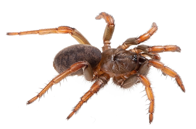 Lacie Newton studies this trapdoor spider, Aptostichus barackobamai, found in Sonoma County, Calif. on Hwy 253. (Jason Bond lab photo)