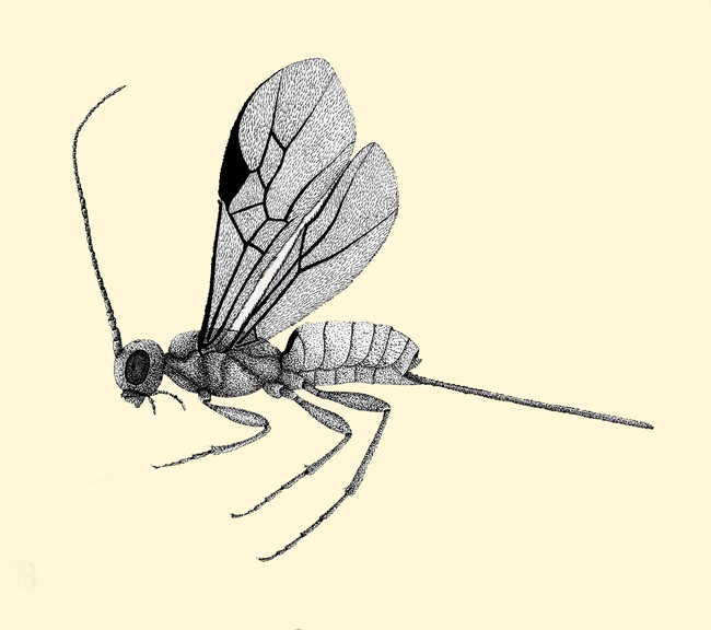 Female wasp by Mary Foley Benson (De Leon 1934, Plate XIX)