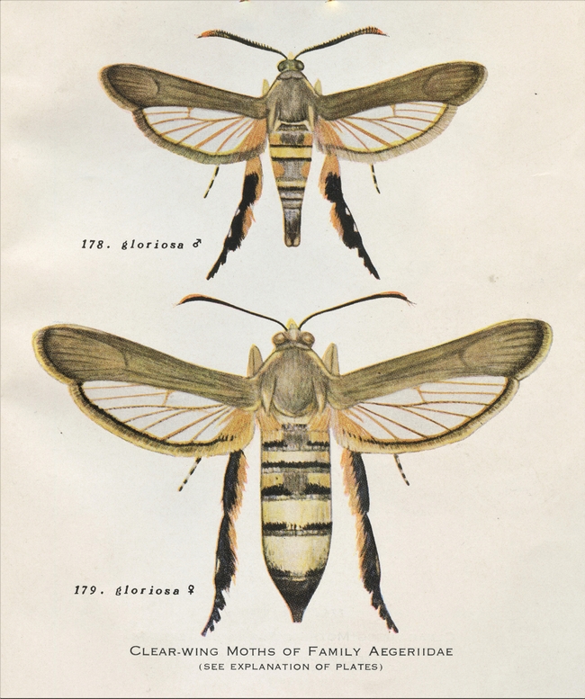 Fig. 6: Paintings of a male and female clear wing moth for a revision of Sesiidae (=Aegeriidae) (Engelhardt 1946). She had little formal entomological training, yet she painted specimens with remarkable technical detail and aesthetic appeal as shown here.