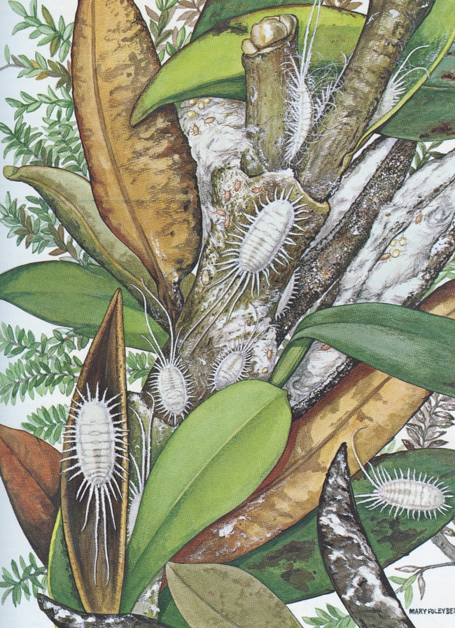 Fig. 7: Longtailed mealybug watercolor by Mary Foley (McKenzie 1967). Howard McKenzie's need for an illustrator was the reason for Mary's move to Davis, California in 1964.