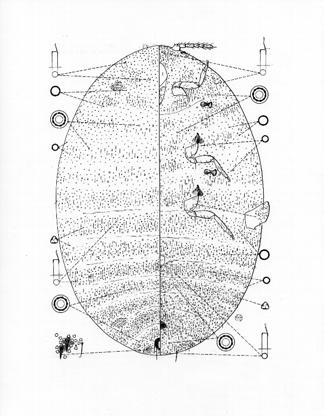 Fig. 8. Drawing of Idaho mealybug, Trionymus idahoensis, adult female holotype. Left half, dorsal aspect; right half, ventral aspect (Miller and McKenzie 1971). Note Mary's MFB logo at lower right.