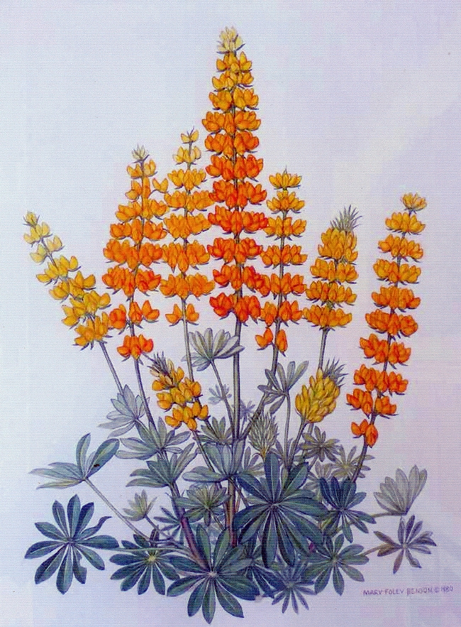 Fig. 11. After retiring from the Department of Entomology, Mary devoted herself to painting California wildflowers, including Golden Lupine, which became the official flower of Davis. She donated the painting to the city in 1983 at height of her career.