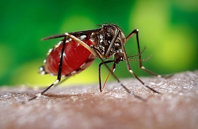 Aedes aegypti (CDC Photo)