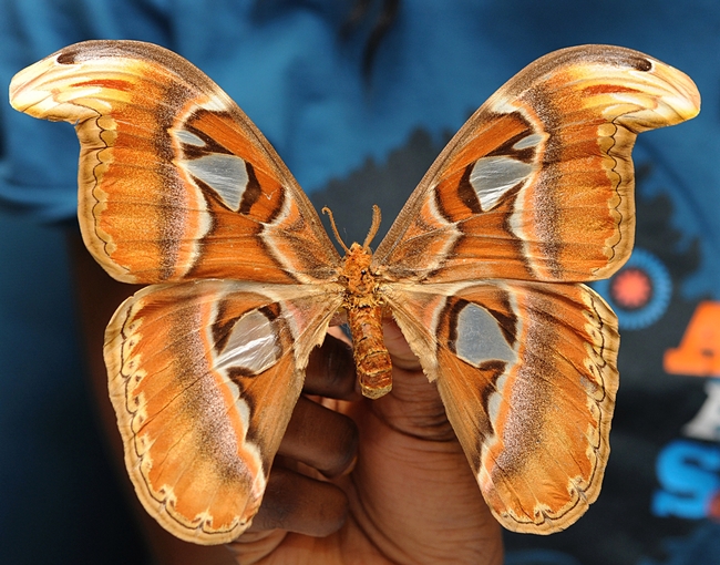 The Atlas moth, part of the Bohart collection, is the world's largest moth. (Photo by Kathy Keatley Garvey)