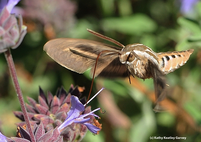 The white-lined Sphinx moth. (Photo by Kathy Keatley Garvey)
