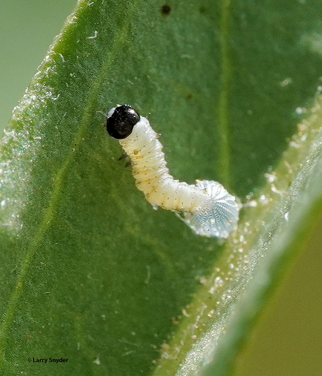 Larva of monarch caterpillar in the Louie Yang research site in Davis, Calif. (Photo by Larry Snyder)